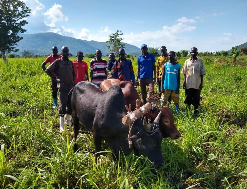 AVC Südsudan Ochsen AVC Südsudan Ochsen